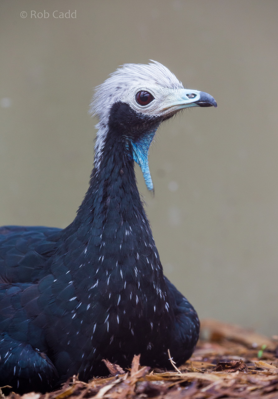 Blue-throated piping-guan : Amazona Zoo : 28 Sep 2017