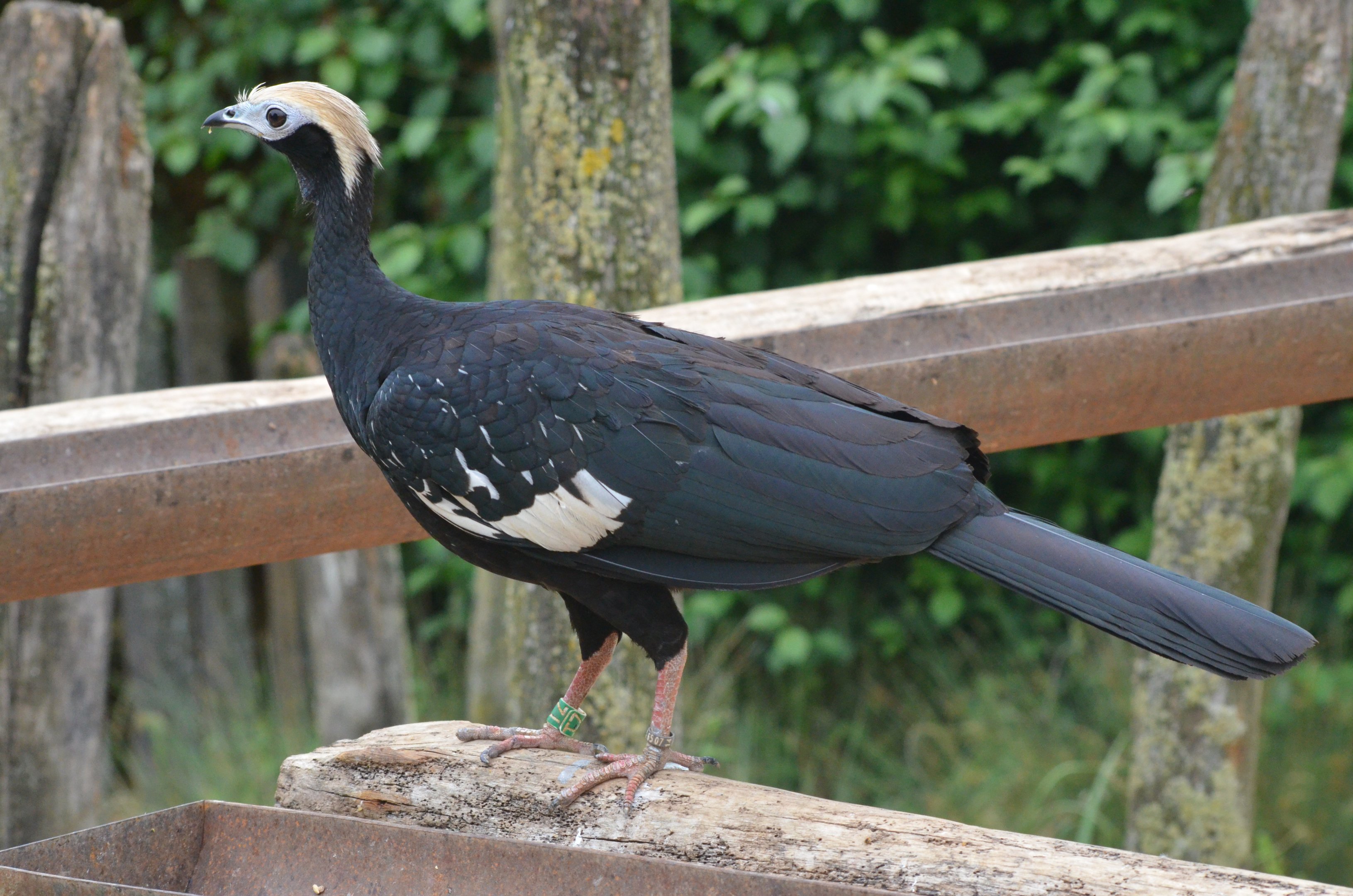 Blue-throated Piping Guan at Doué-la-Fontaine, 15/06/18