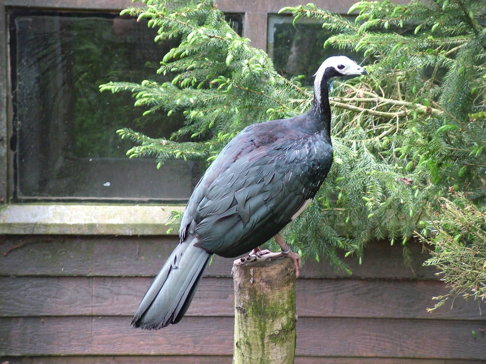 Blue-throated Piping-Guan at NOP, Veldhoven 16/05/09