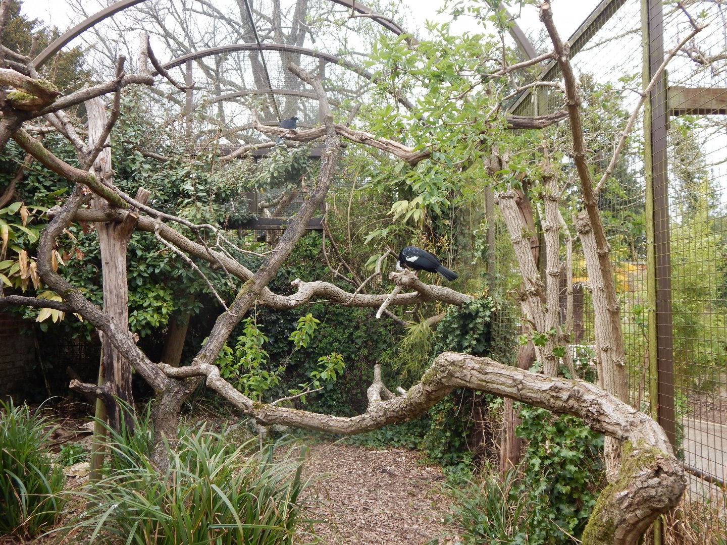 Blue-throated piping-guan aviary 210421