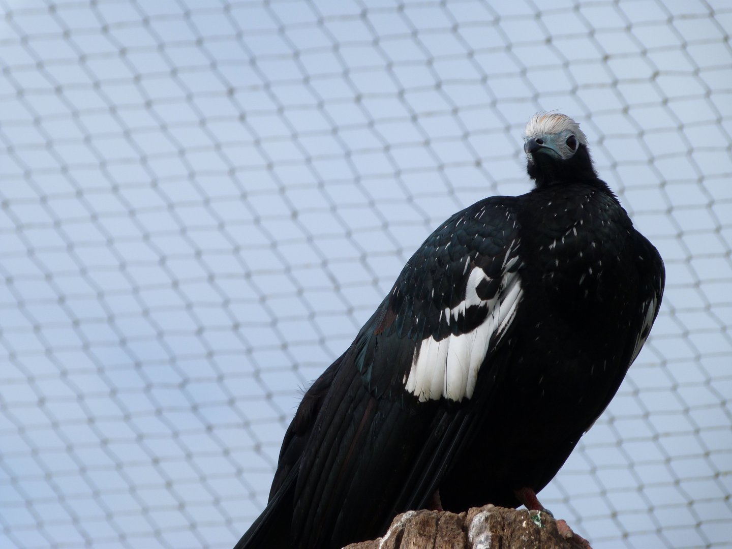 Blue-throated piping guan -Bioparc de Doué la Fontaine (2025)