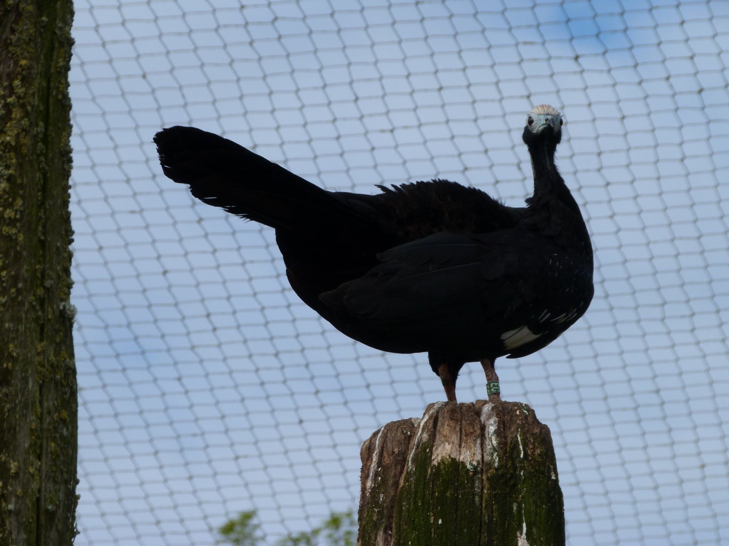 Blue-throated piping guan -Bioparc de Doué la Fontaine (2025)