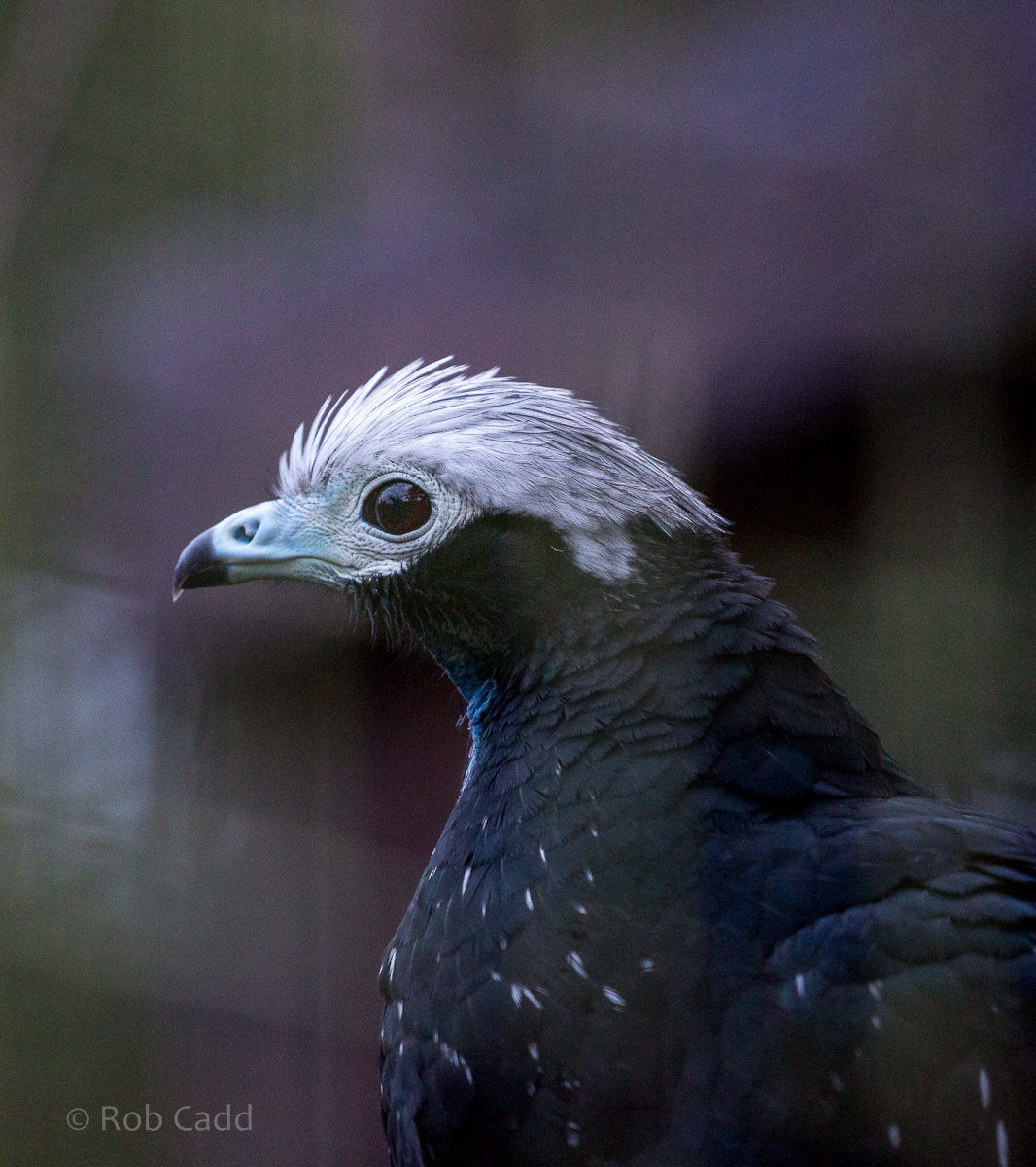 Blue-throated piping-guan : Cotswold WP : 08 Nov 2015