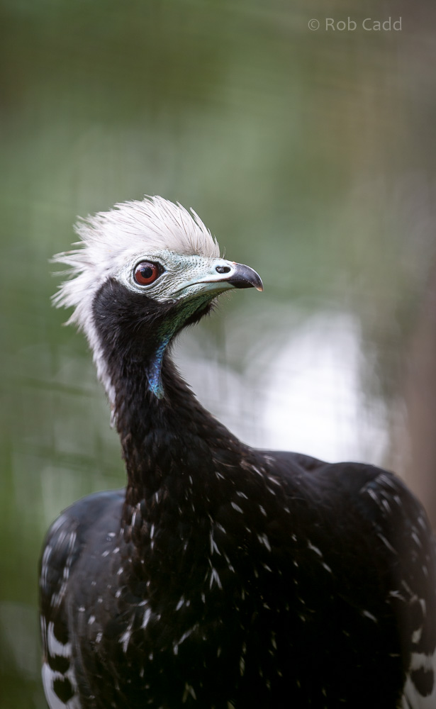 Blue-throated piping-guan : Cotswold WP : 12 Jul 2019