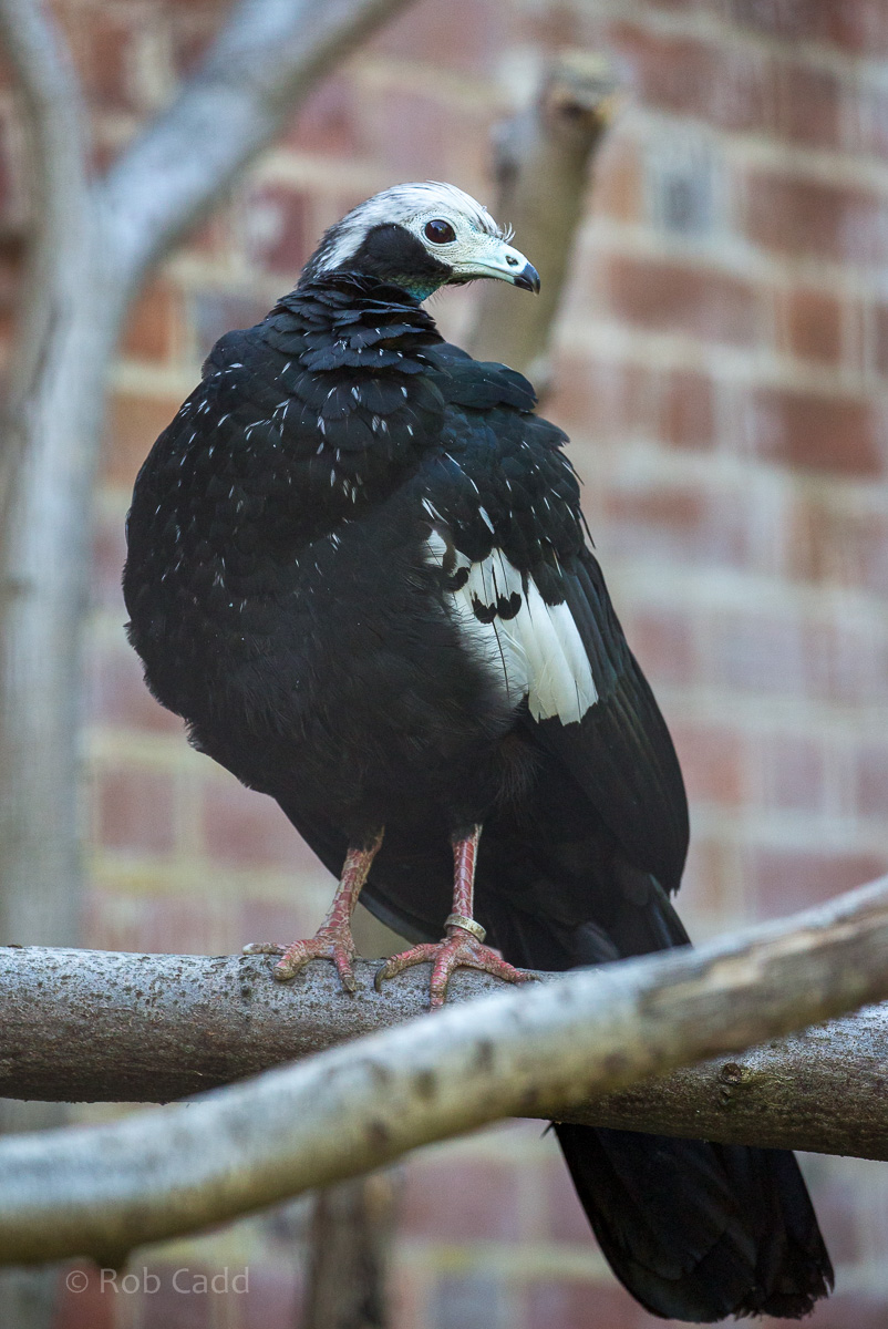 Blue-throated piping-guan : Cotswold WP : 19 Jul 2015