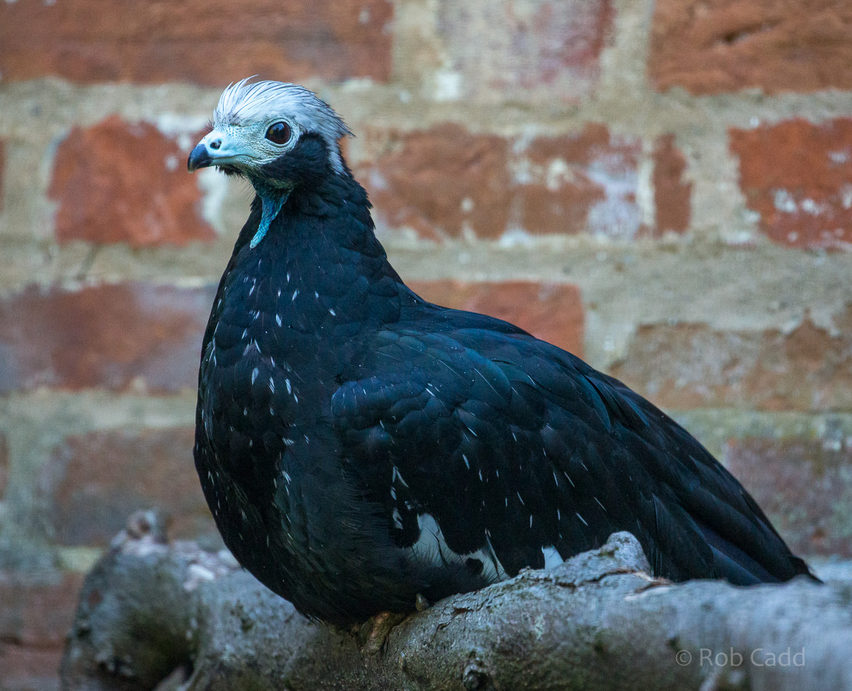 Blue-throated piping-guan : Cotswold WP : 19 Jul 2015