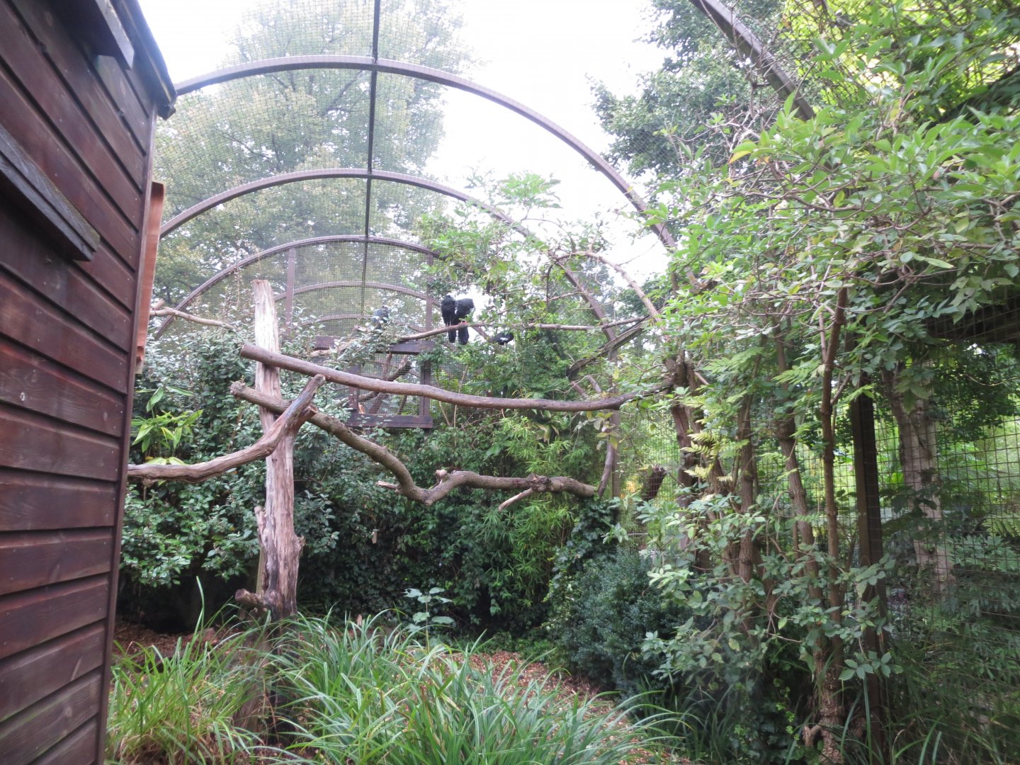 Blue-throated piping guan exhibit 071019