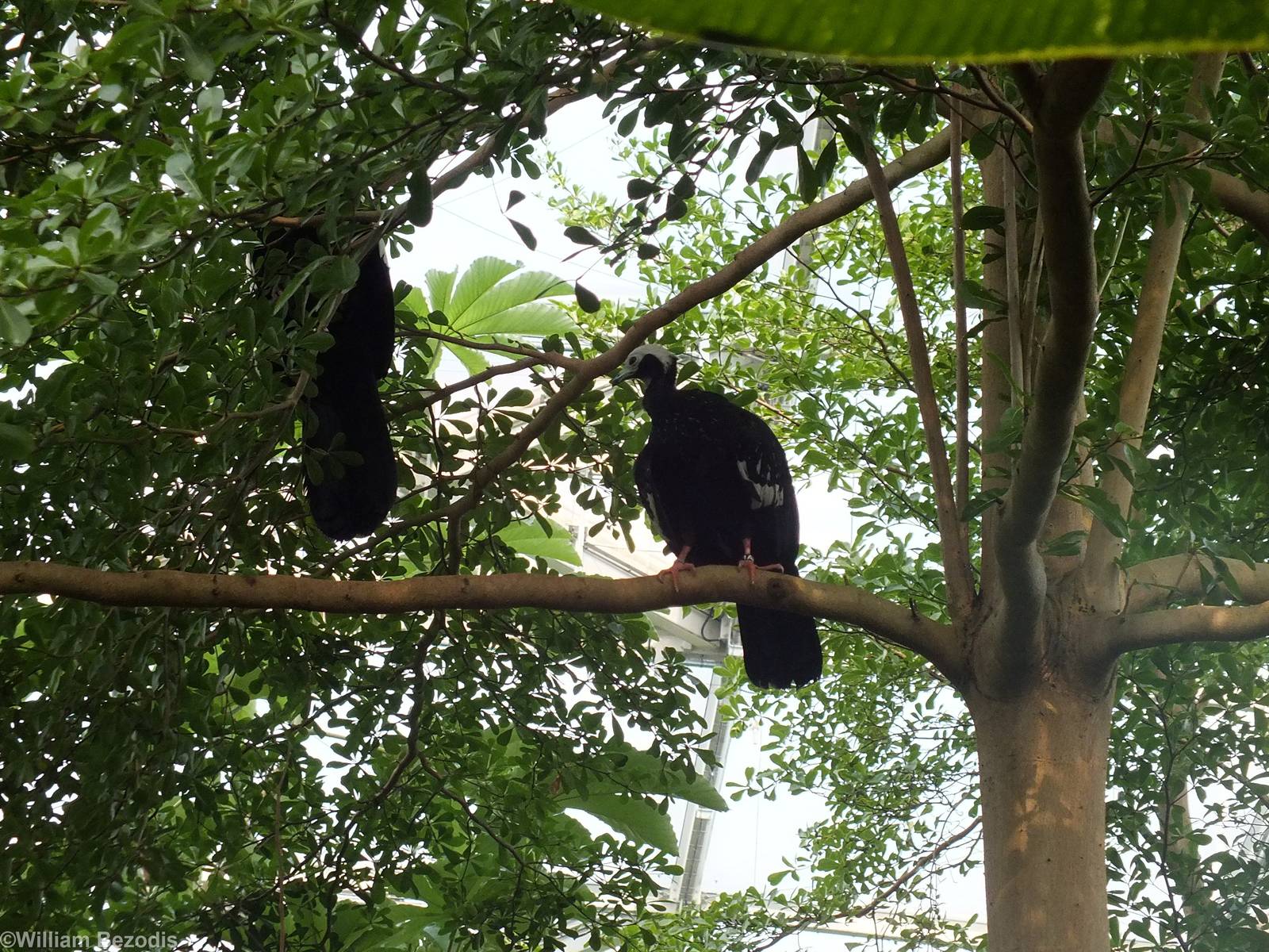 Blue-throated Piping Guan Free-flying in Gondwanaland