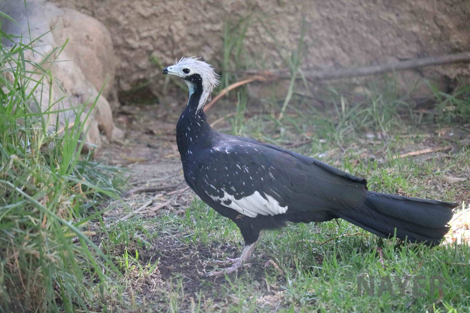 Blue-throated piping guan, March 2016