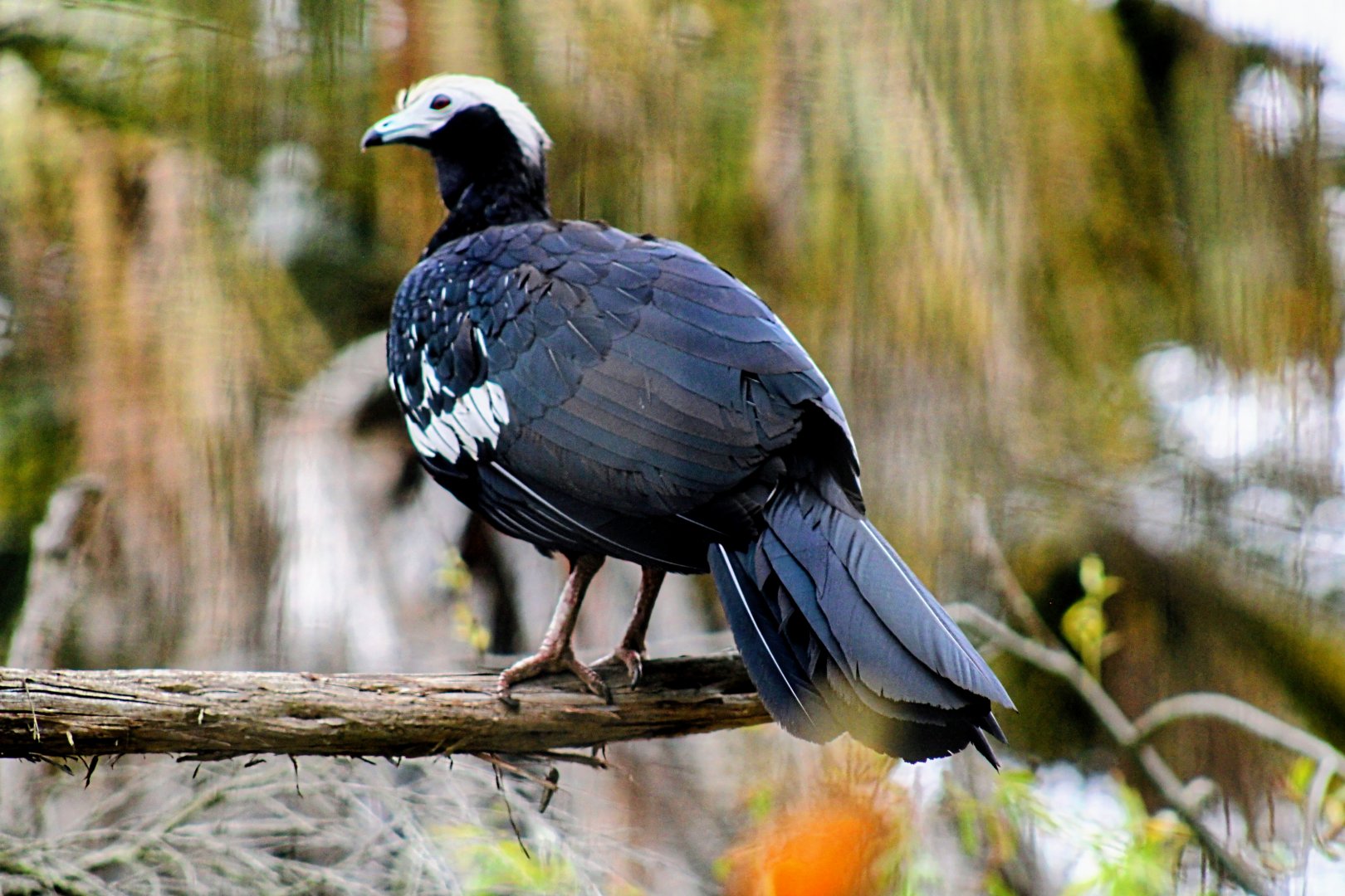 Blue-throated Piping-guan [May 25, 2022]