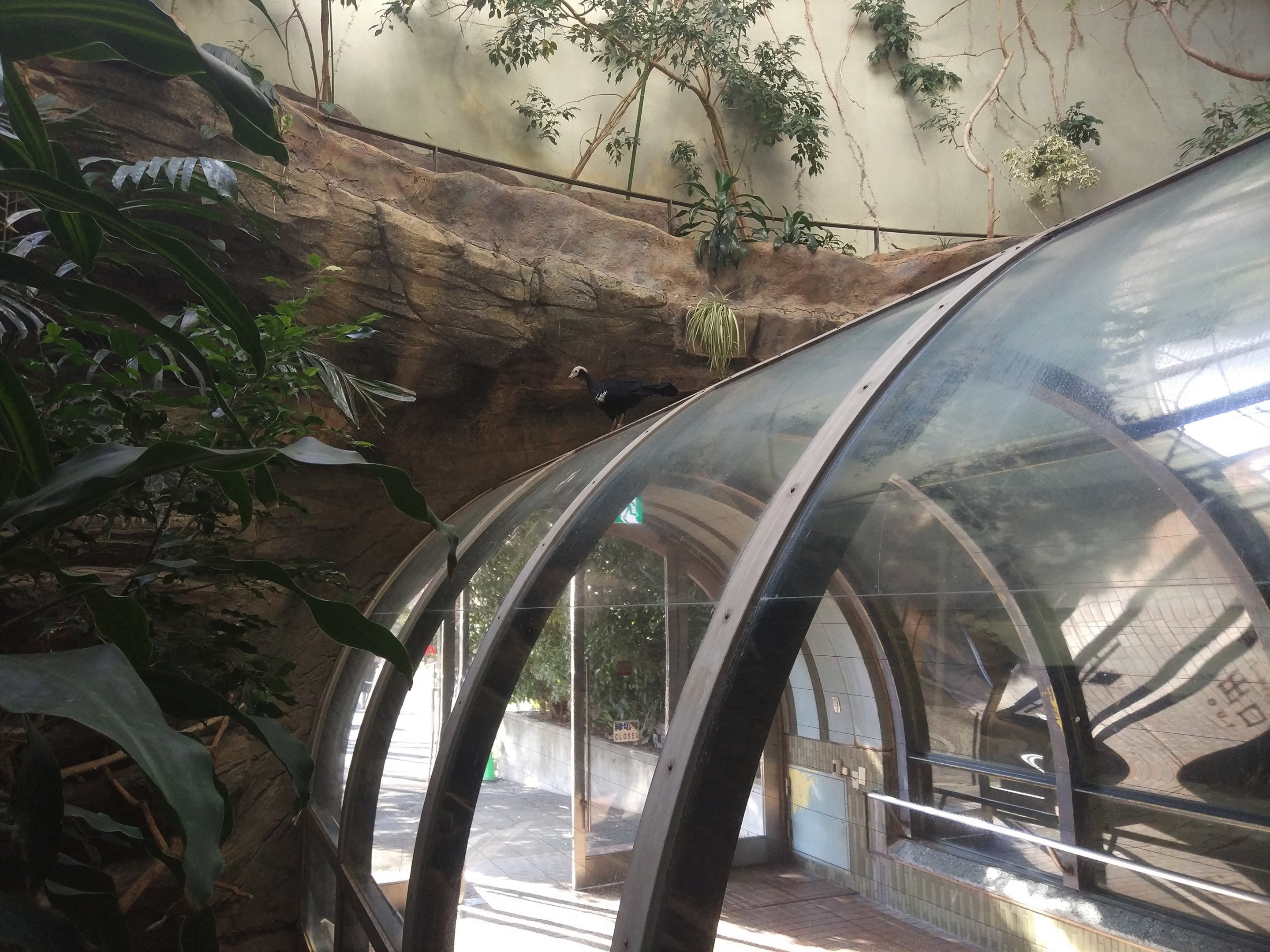 Blue-throated Piping Guan On Bird Tunnel