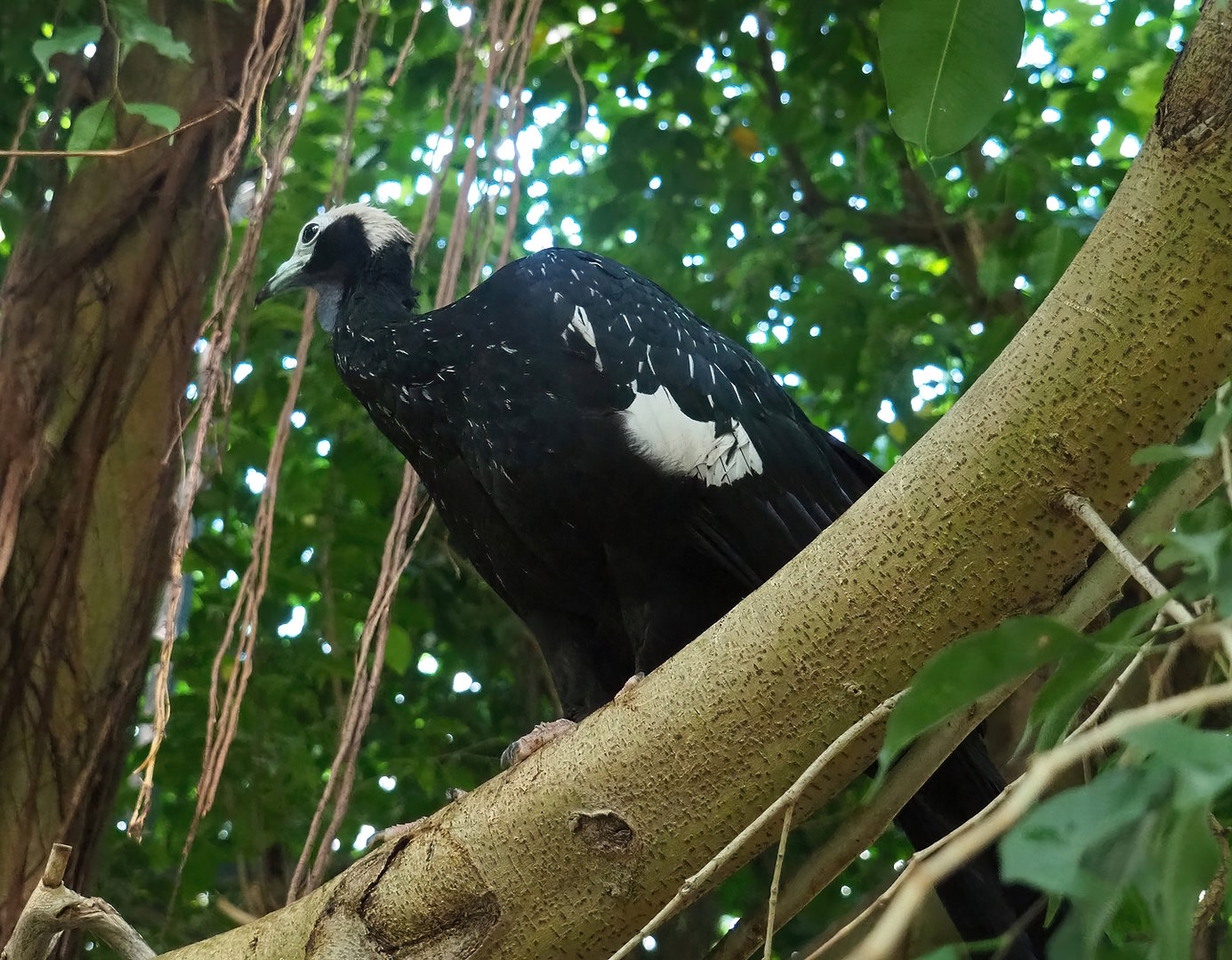Blue-throated piping-guan (Pipile cumanensis), 2022-08-28