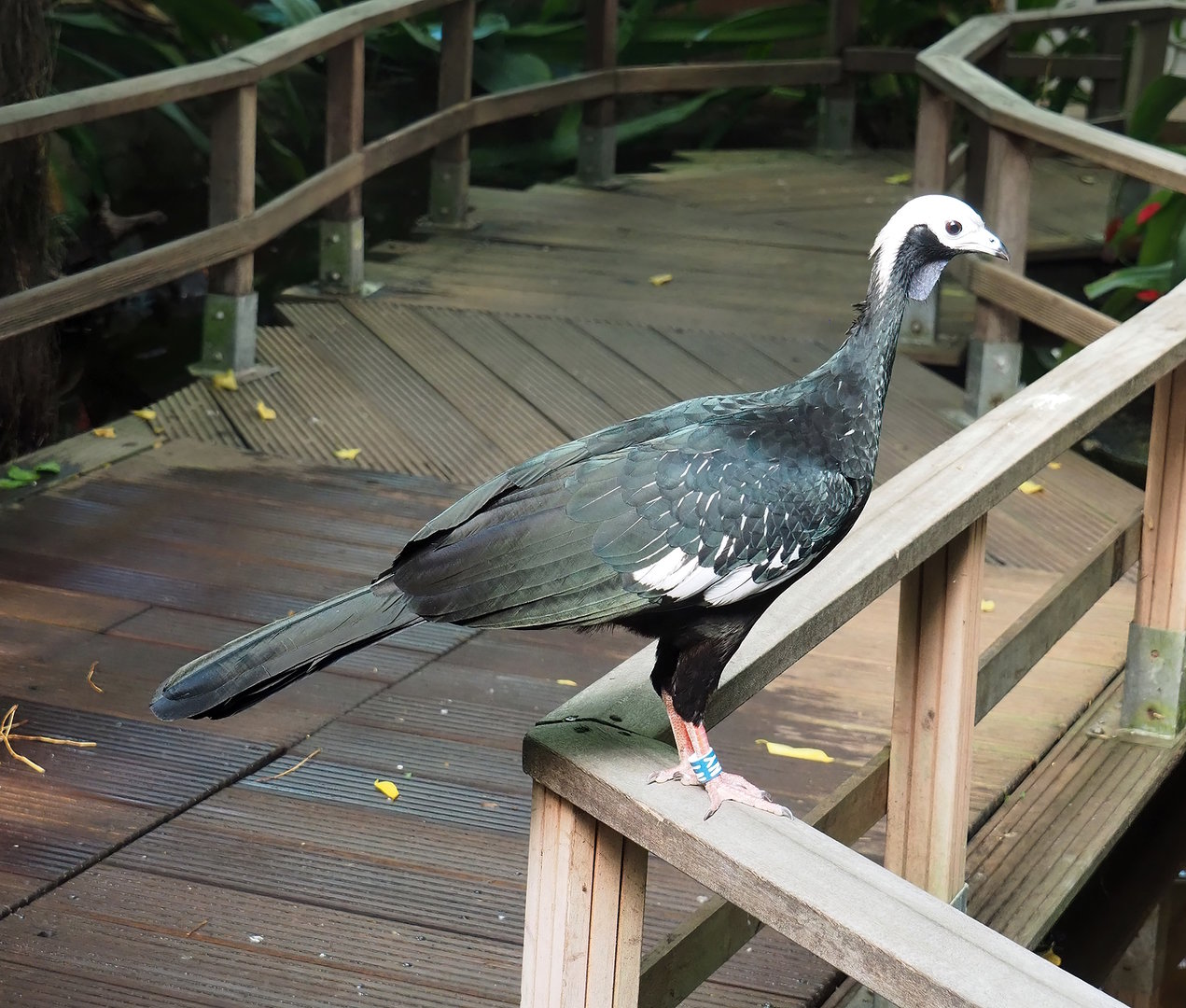 Blue-throated piping-guan (Pipile cumanensis), 2022-08-28