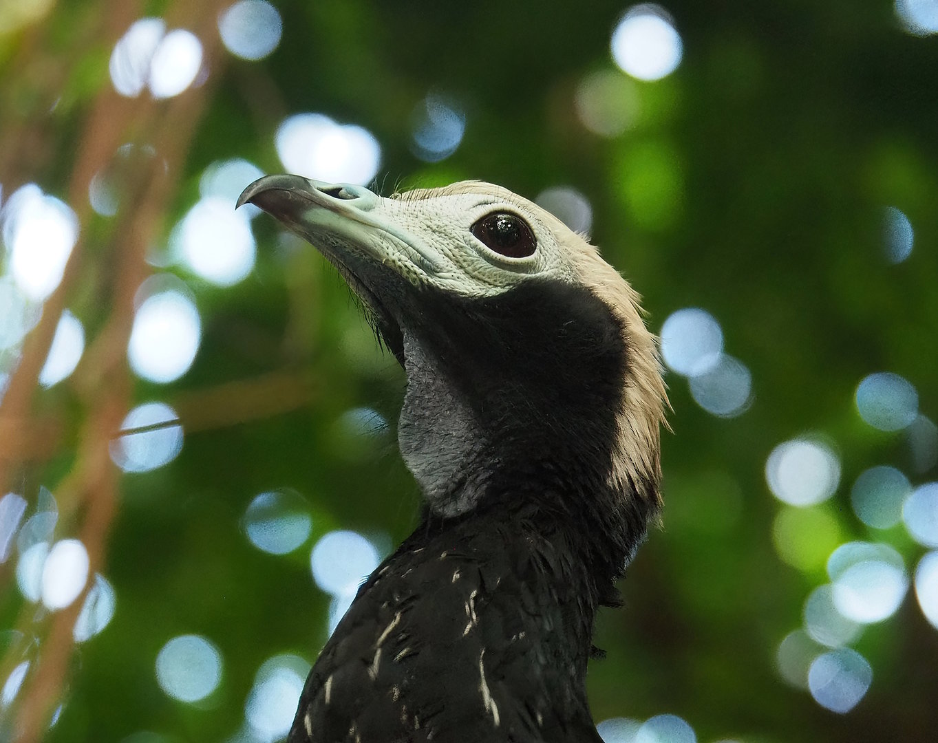 Blue-throated piping-guan (Pipile cumanensis), 2022-08-28