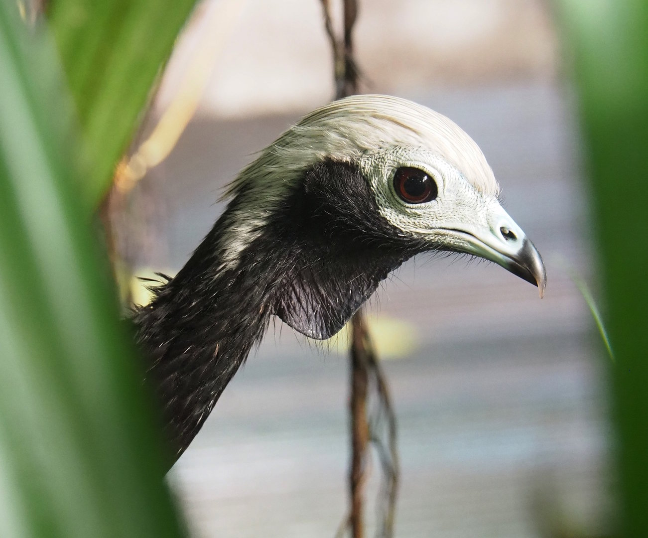 Blue-throated piping-guan (Pipile cumanensis), 2022-08-28