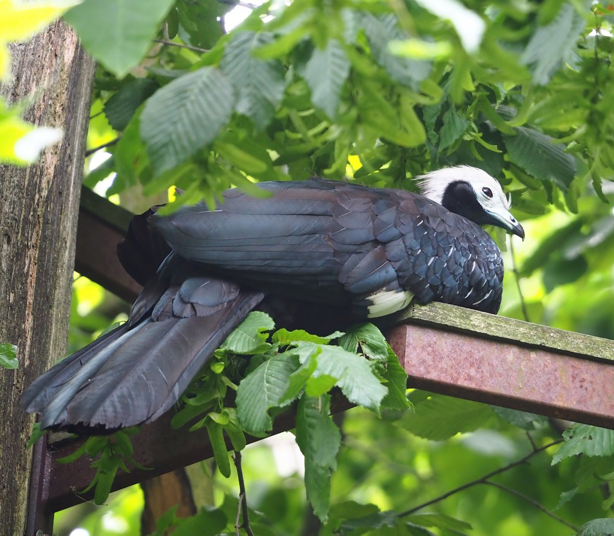 Blue-throated piping-guan (Pipile cumanensis), 2023-07-18