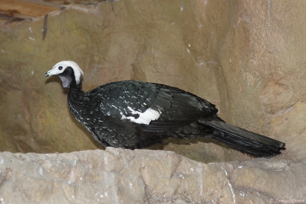 Blue-throated Piping-guan (Pipile cumanensis cumanensis)