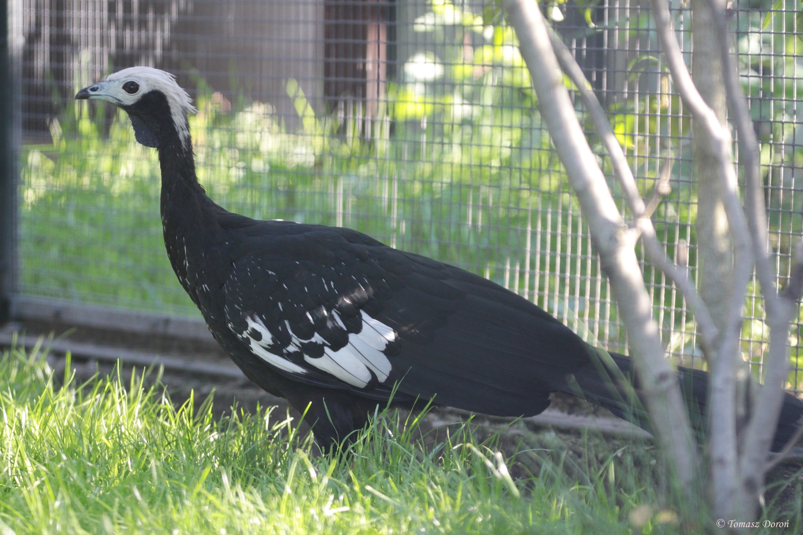 Blue-throated Piping-guan (Pipile cumanensis cumanensis)