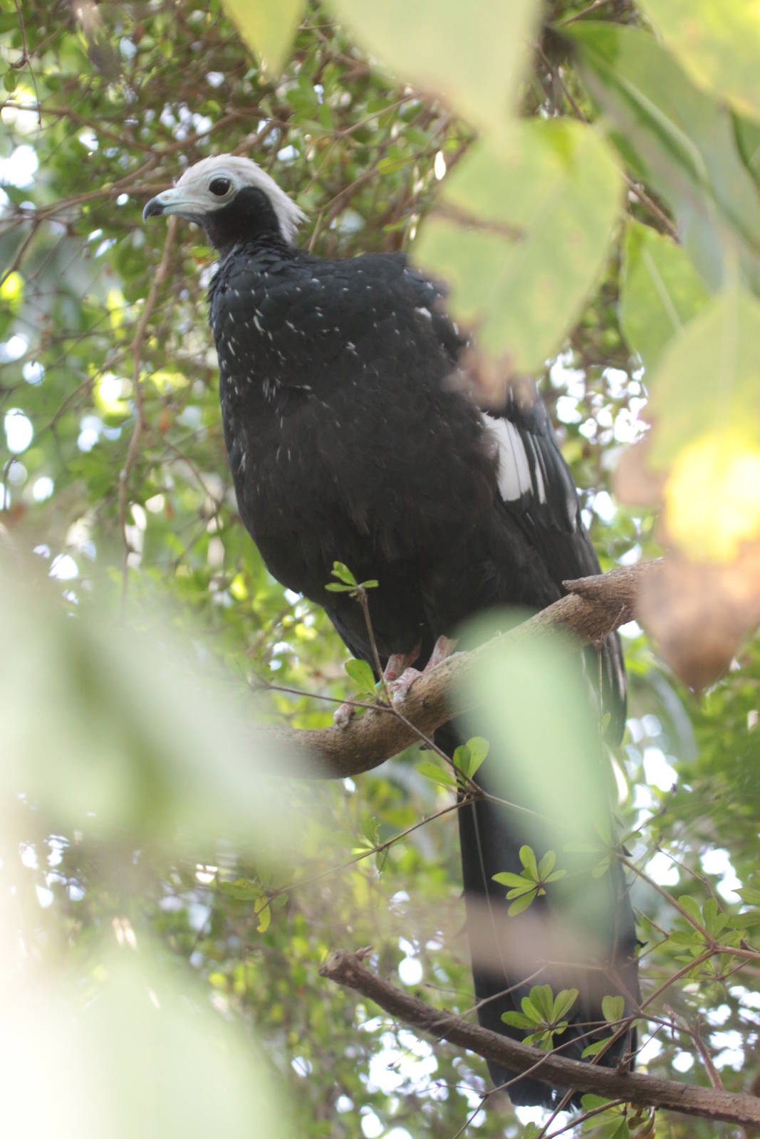 Blue-throated Piping Guan (Pipile cumanensis), October 2014