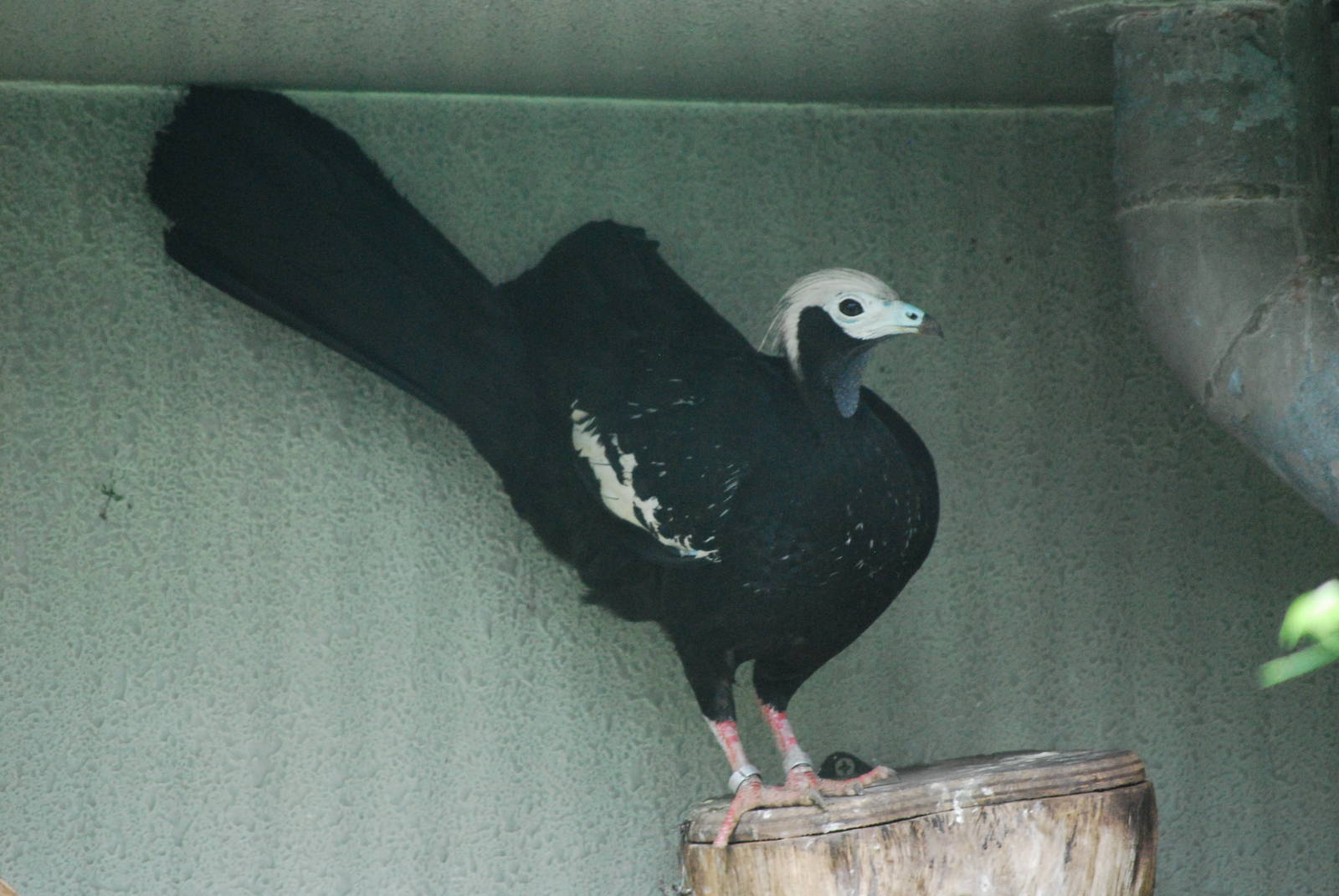 Blue-throated piping guan (Pipile cumanensis)