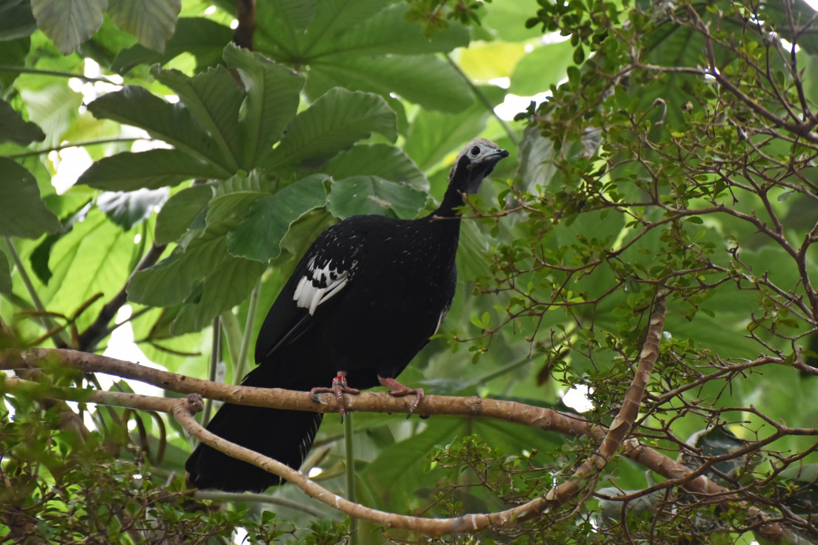 Blue-throated piping guan (Pipile cumanensis)