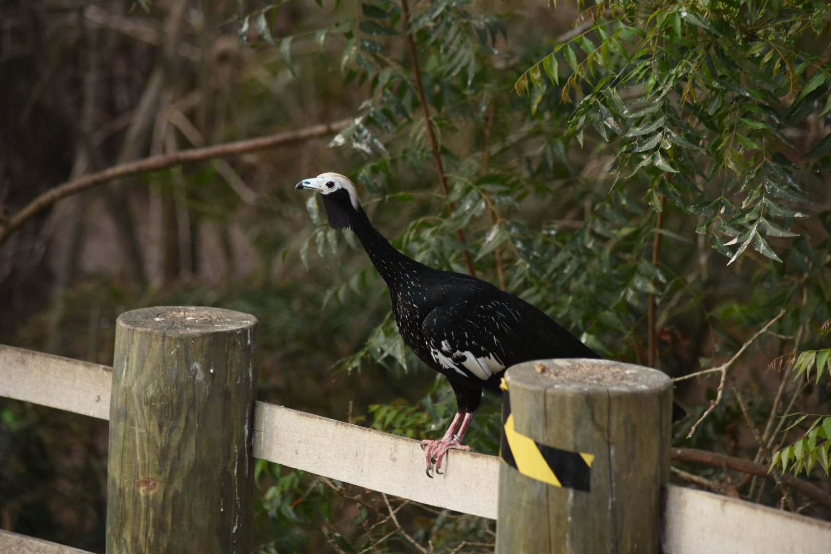 Blue-throated piping guan (Pipile cumanensis)