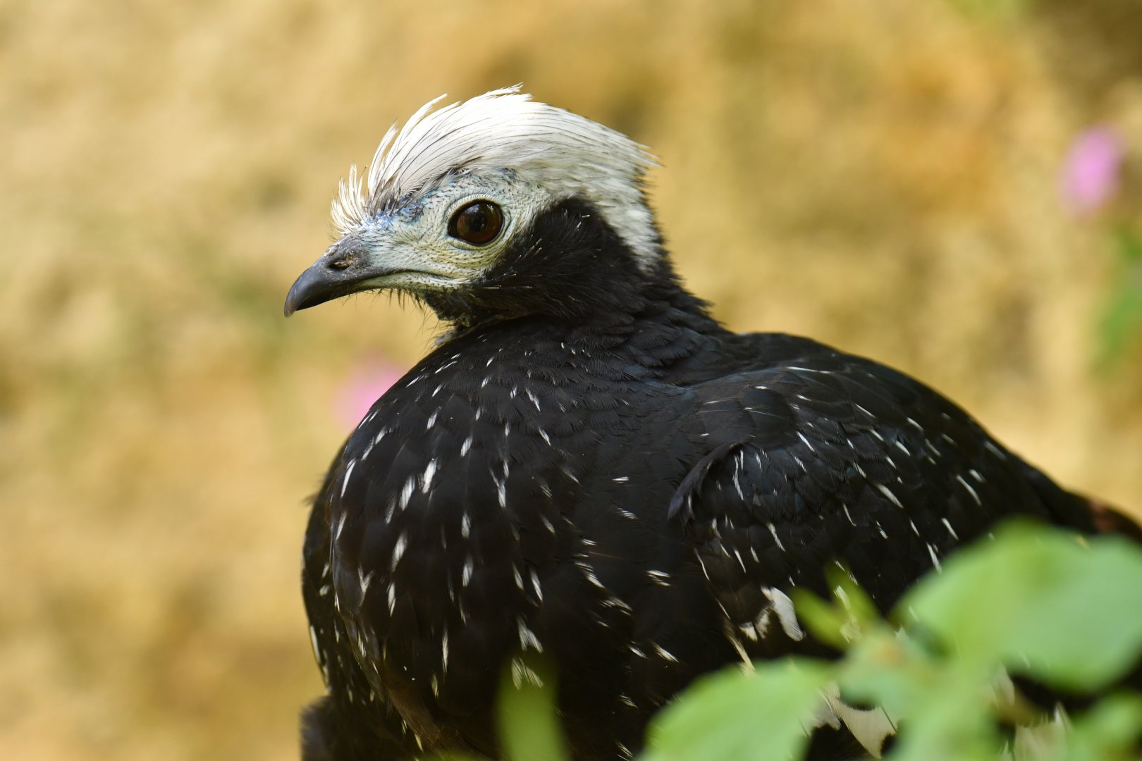 Blue-throated Piping-Guan (Pipile cumanensis)