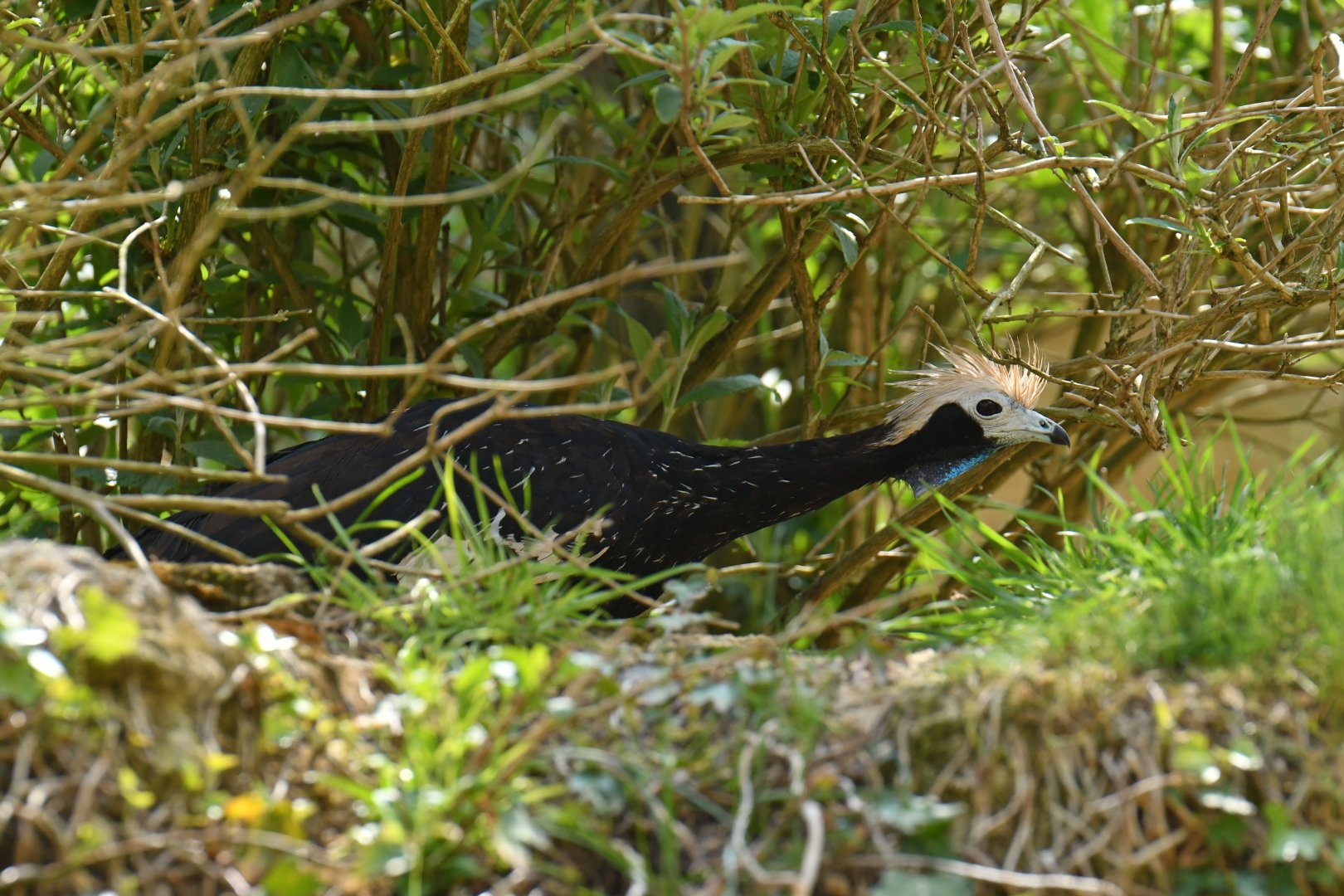 Blue-throated Piping-Guan (Pipile cumanensis)
