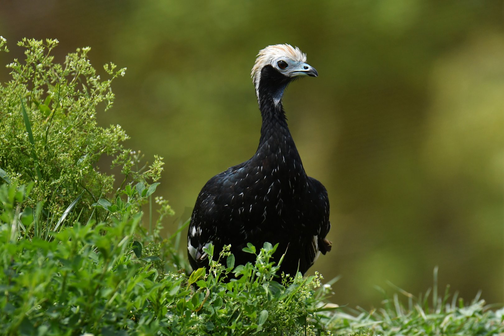 Blue-throated Piping-Guan (Pipile cumanensis)