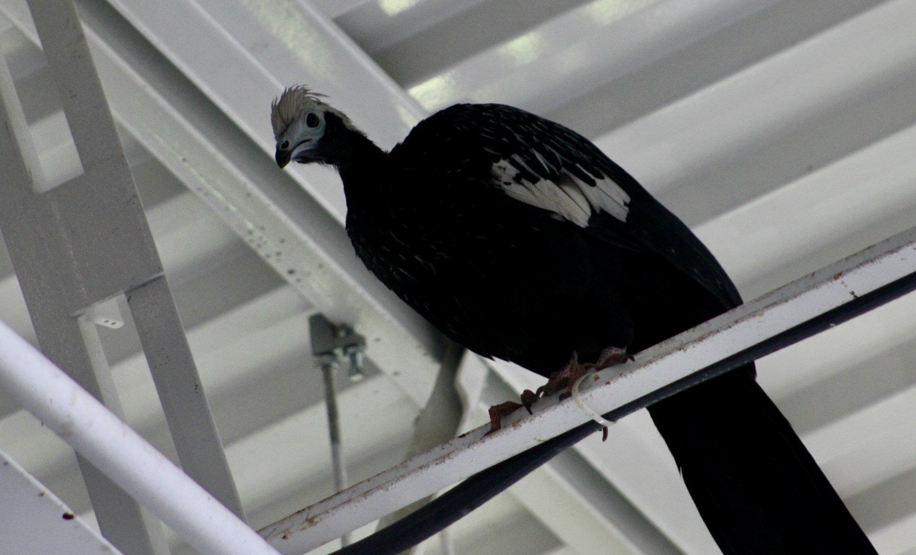 Blue-Throated Piping Guan (Pipile cumanensis)