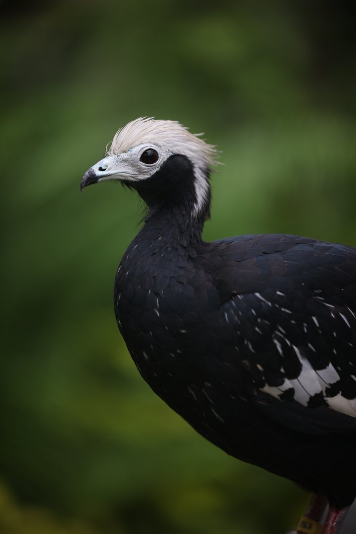 Blue-throated Piping Guan (Pipile cumanensis)