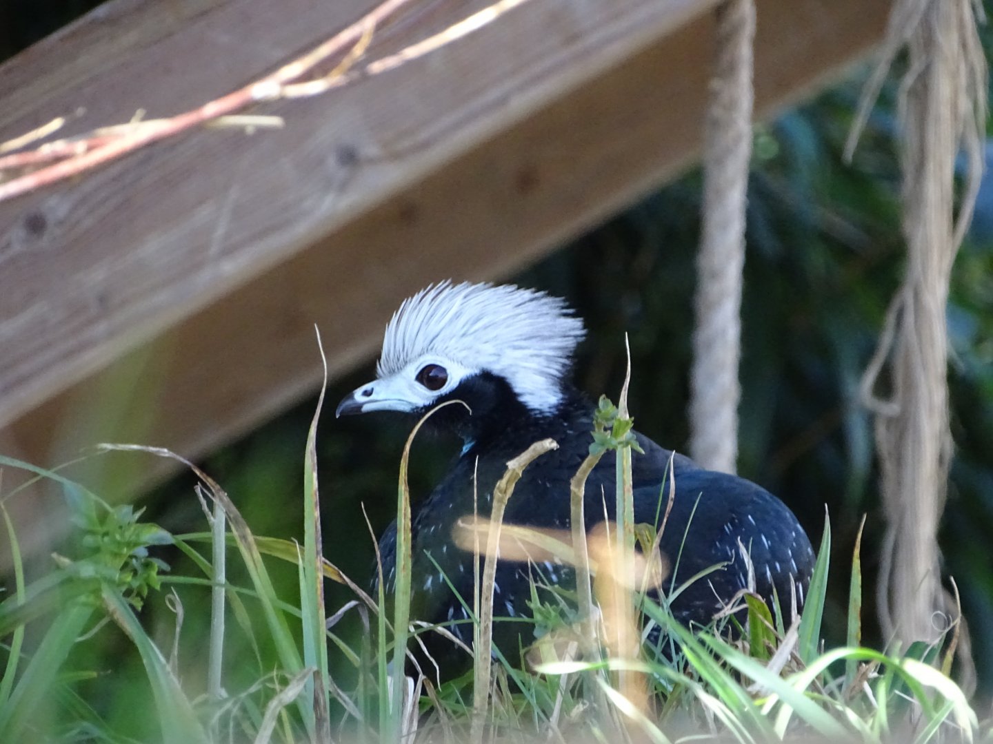 Blue-throated piping guan (Pipile cumanensis)