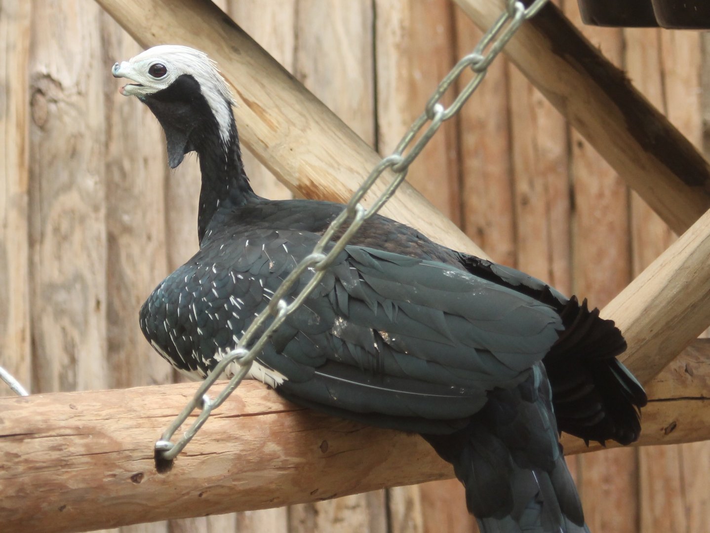 Blue-throated piping-guan with deformed bill