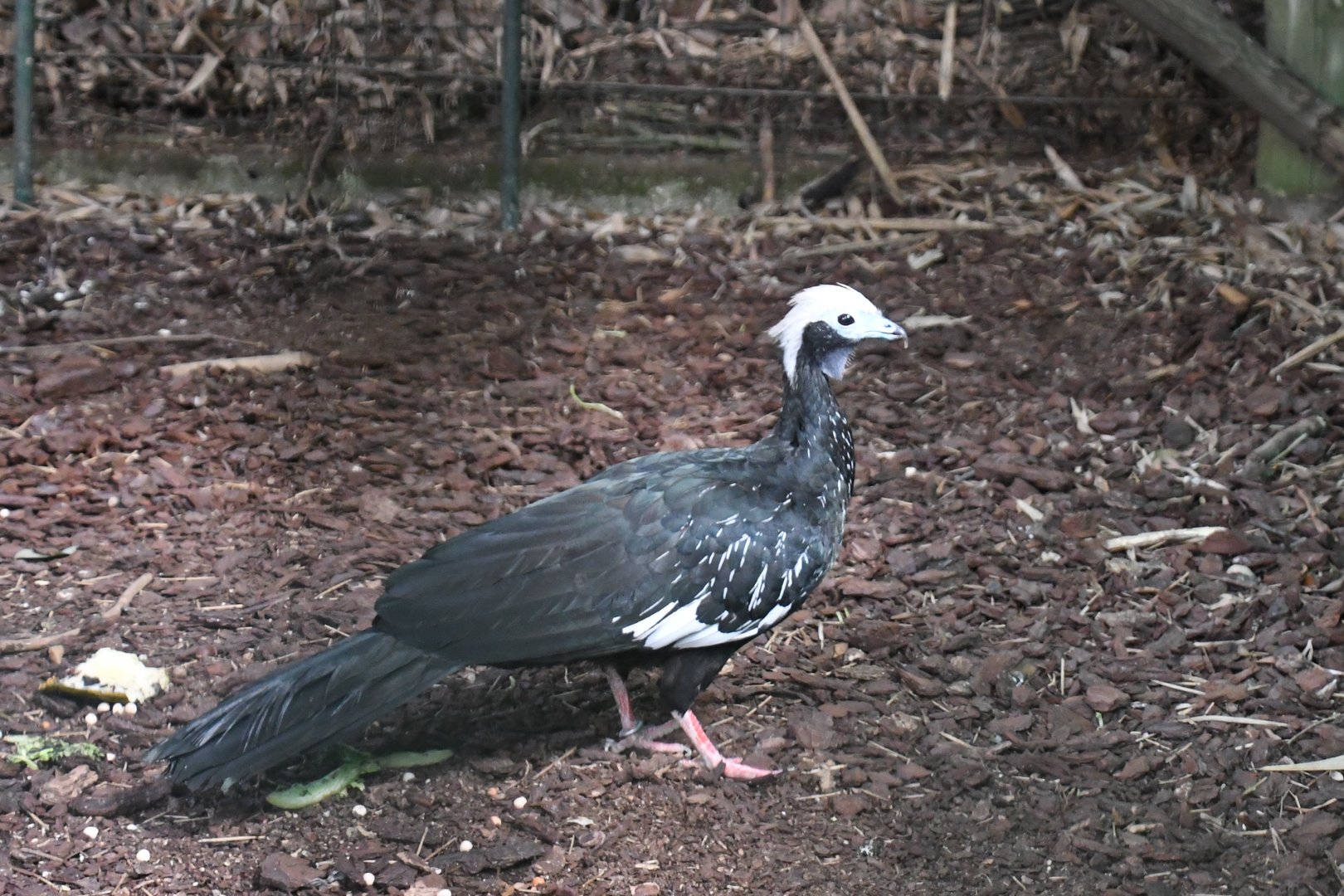 Blue-throated Piping Guan (Zoo Lourosa)