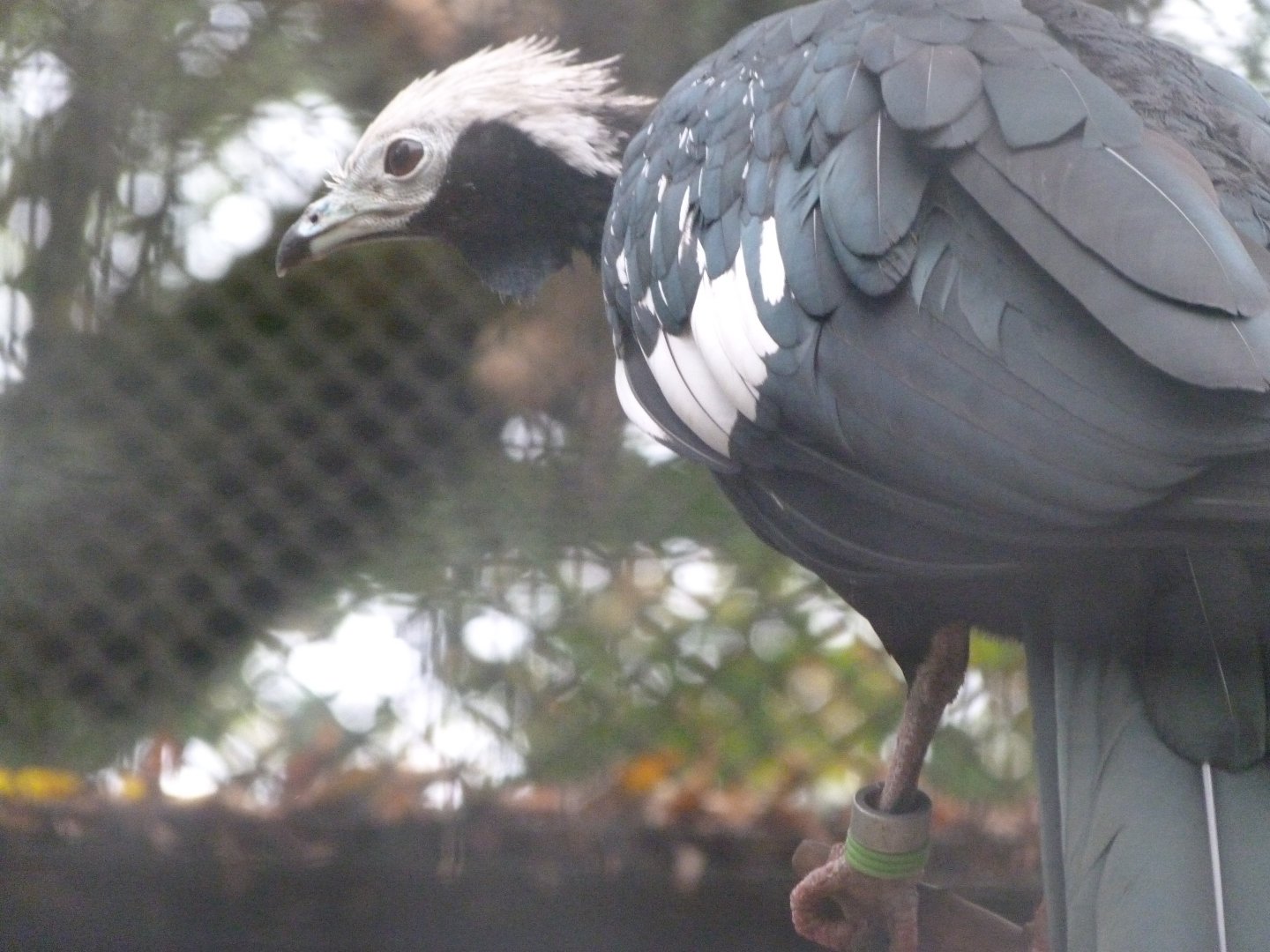 Blue-throated piping guan -Zoologischer Garten Berlin (2024)