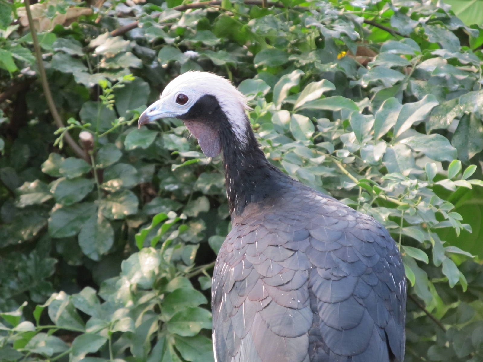 Blue-throated Piping Guan