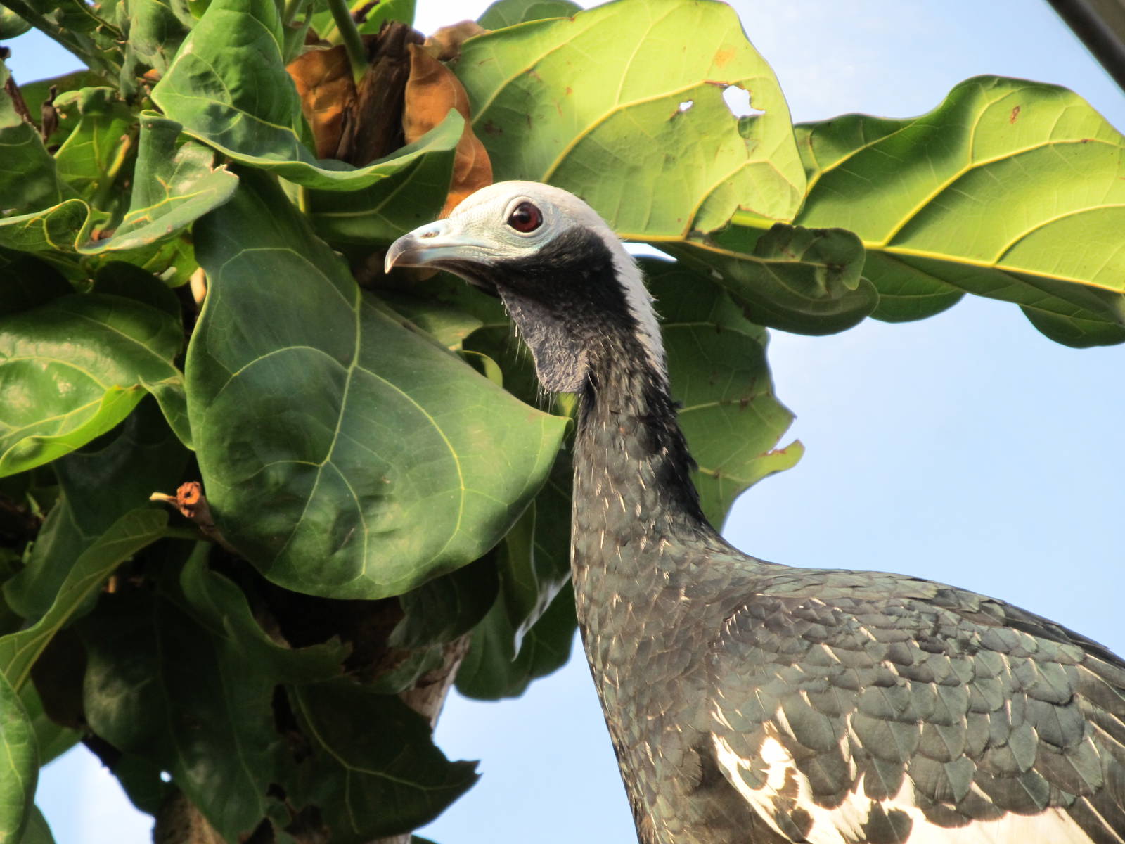 Blue-throated Piping Guan