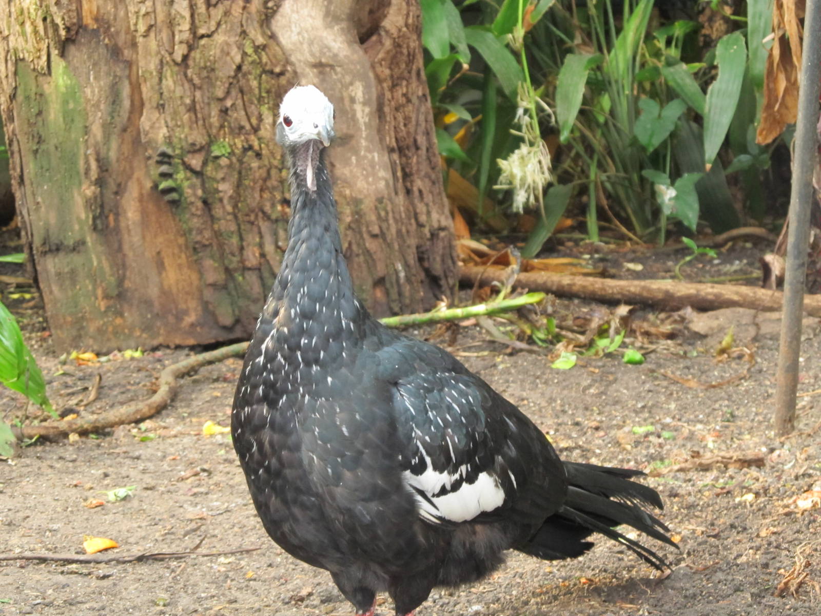 Blue-throated Piping Guan