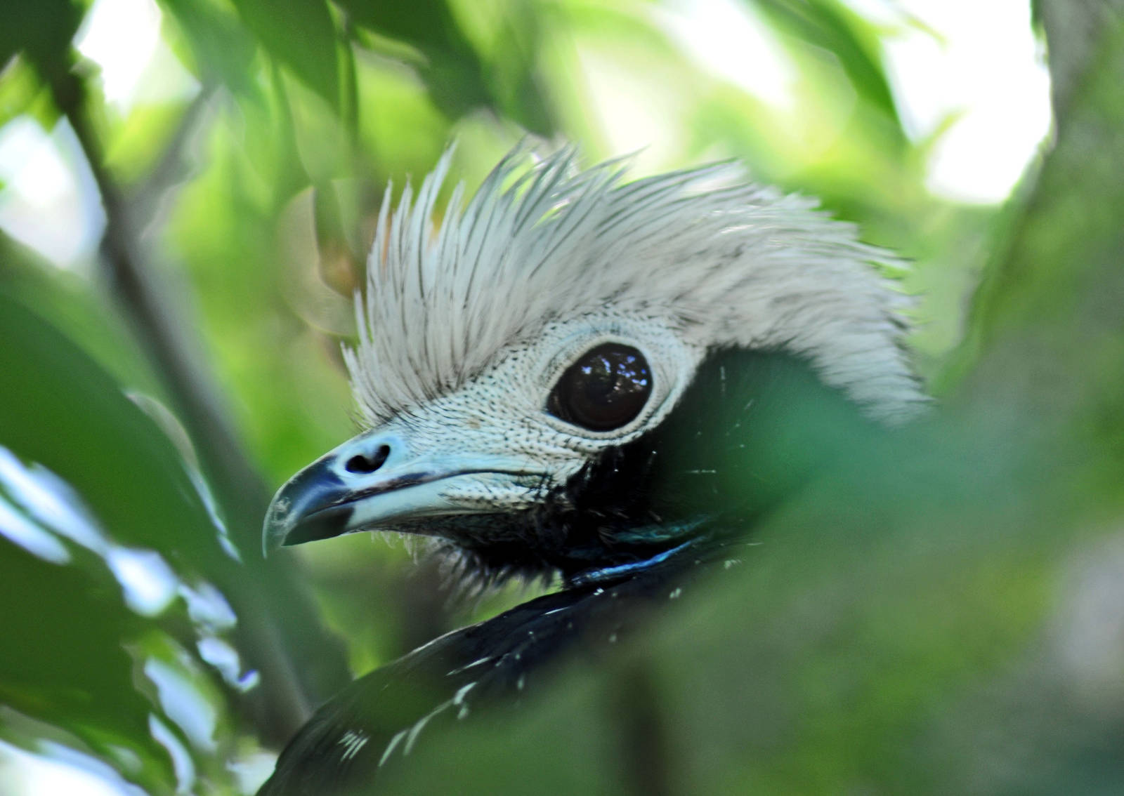 Blue-throated Piping-Guan