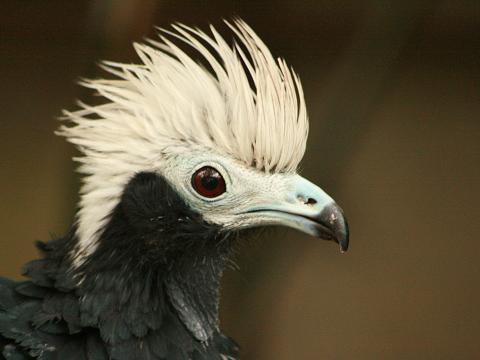 Blue-throated Piping-guan