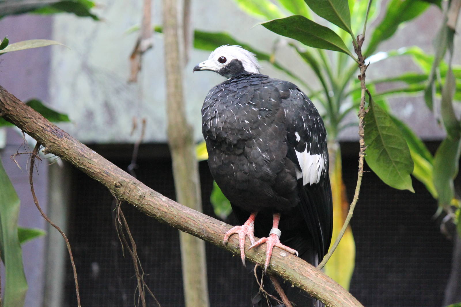 Blue-throated piping guan