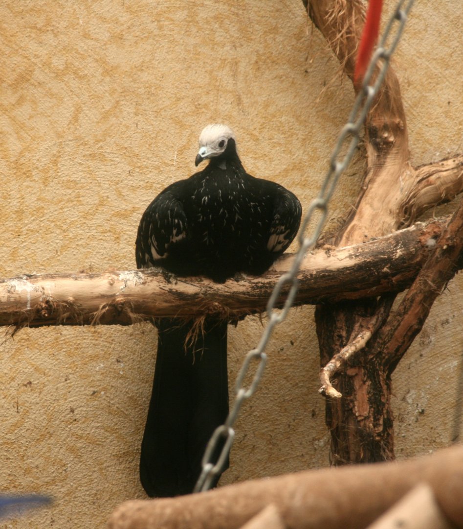 Blue-throated piping guan