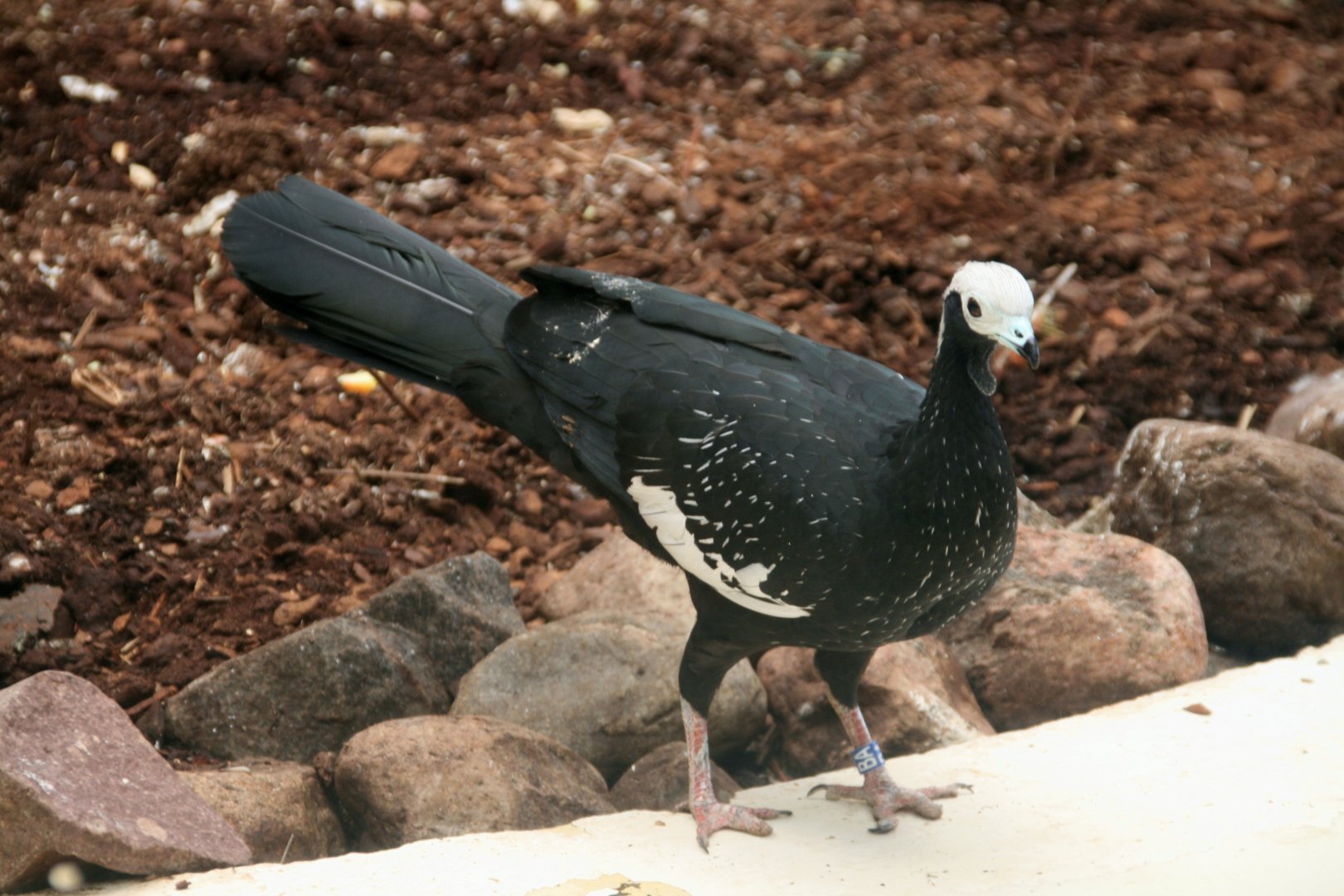 Blue-throated piping guan
