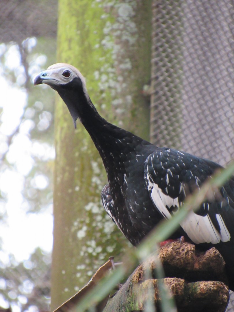 Blue-throated piping guan