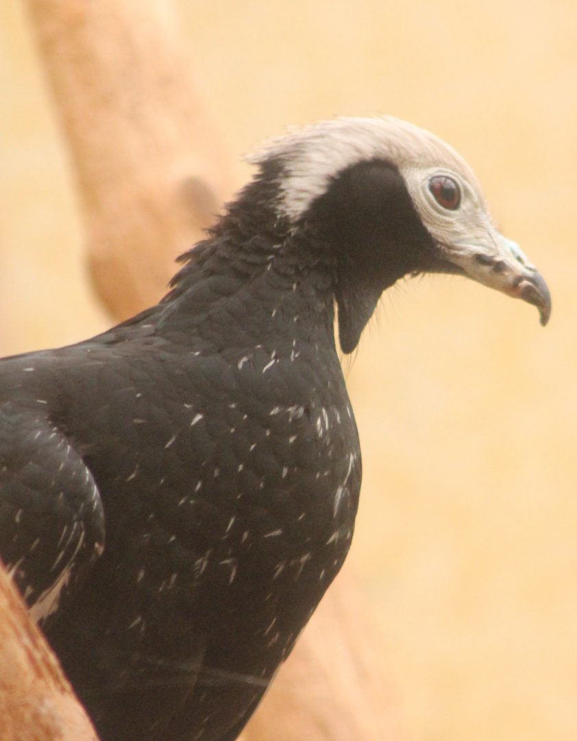 Blue-throated piping guan