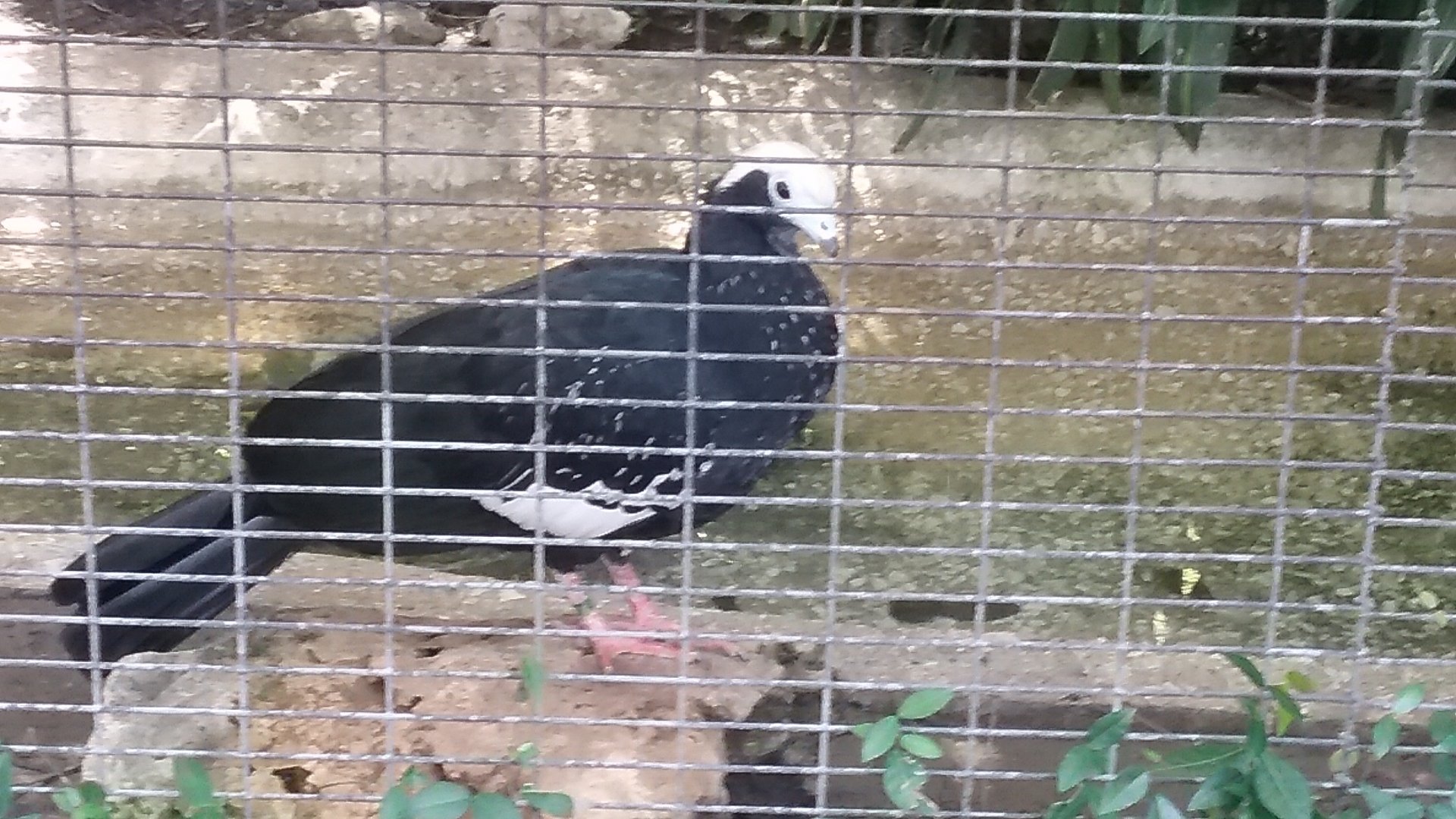 Blue-throated piping guan