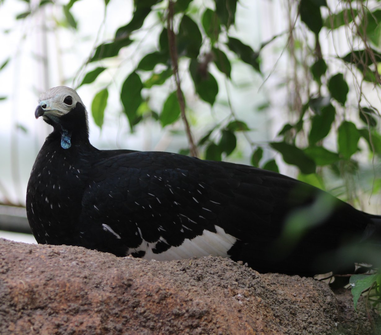 Blue-throated piping guan