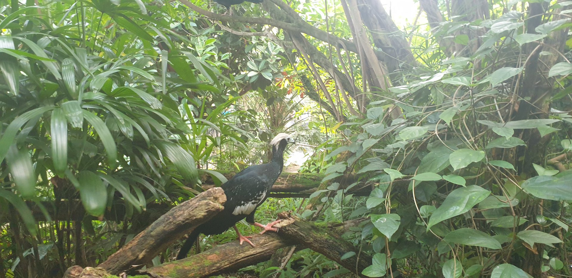 Blue-throated Piping-guan