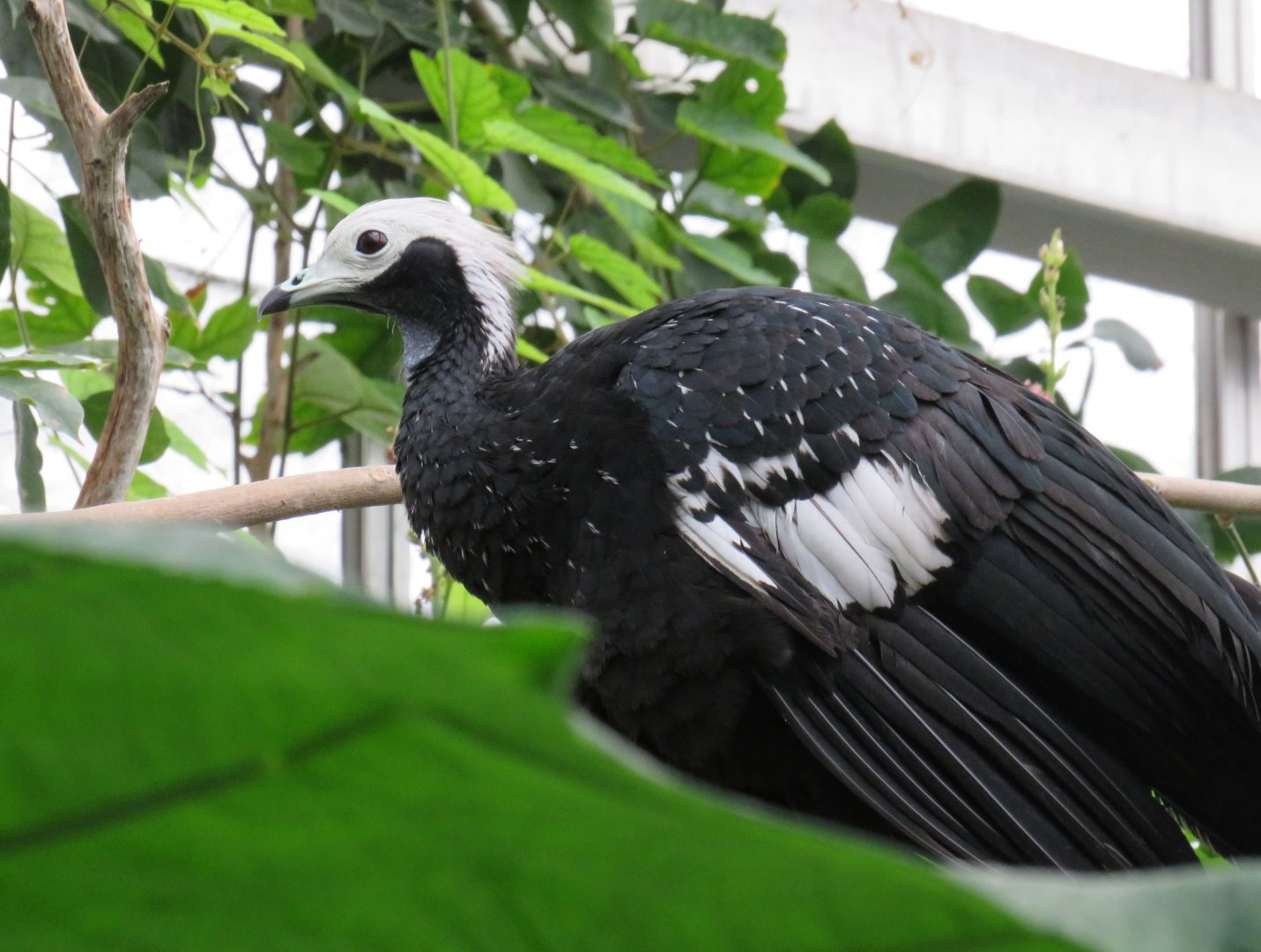 Blue-throated piping guan