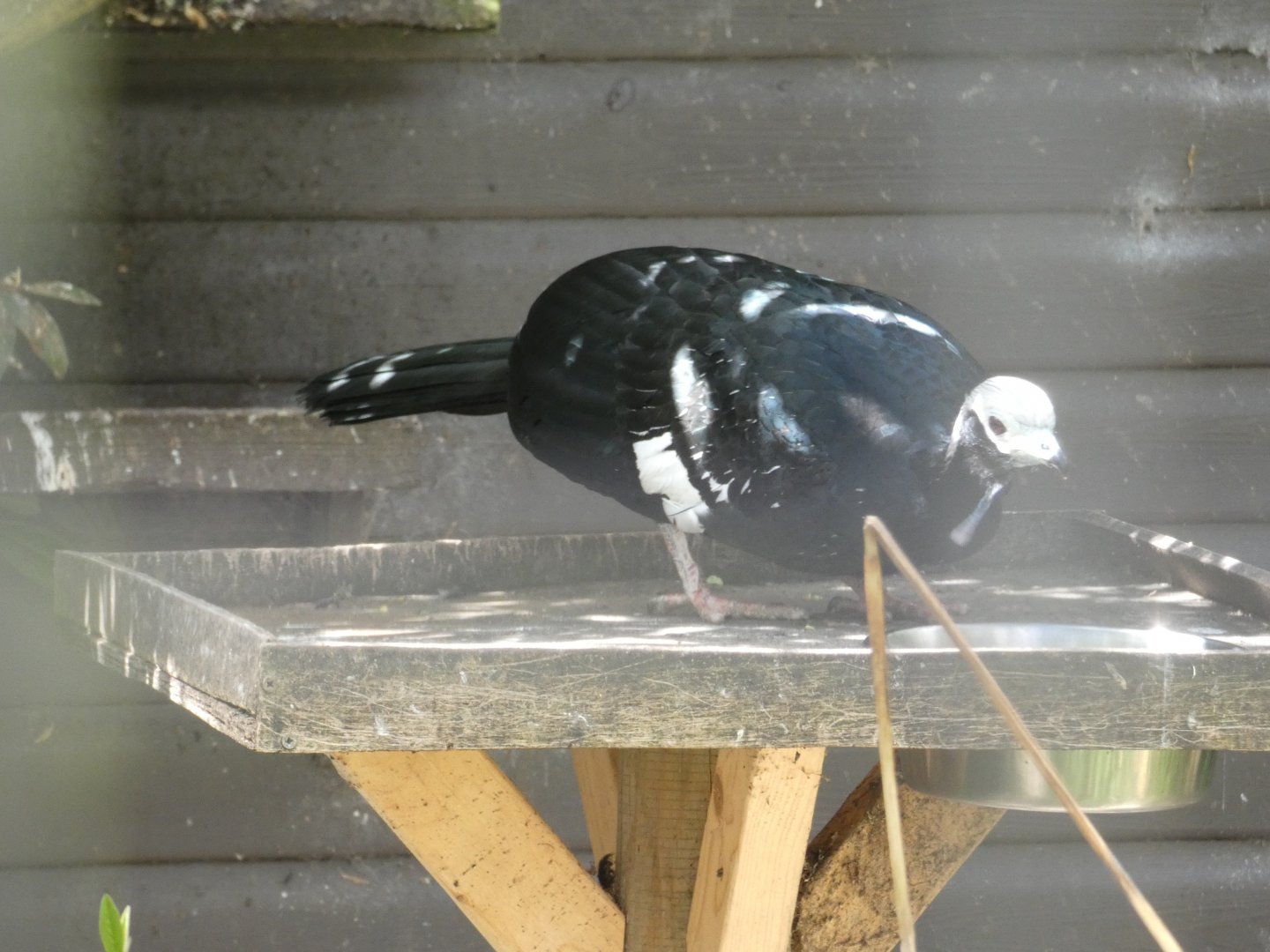 Blue-throated piping guan